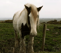 Lonesome horse near Inch on the Dingle Peninsula