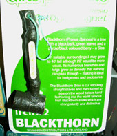 Shillalagh souvenir, click on image to enlarge.